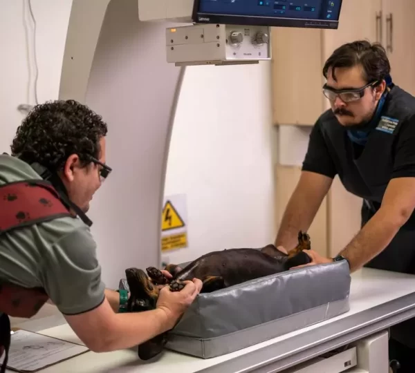 Centro veterinario de diagnóstico por imágenes