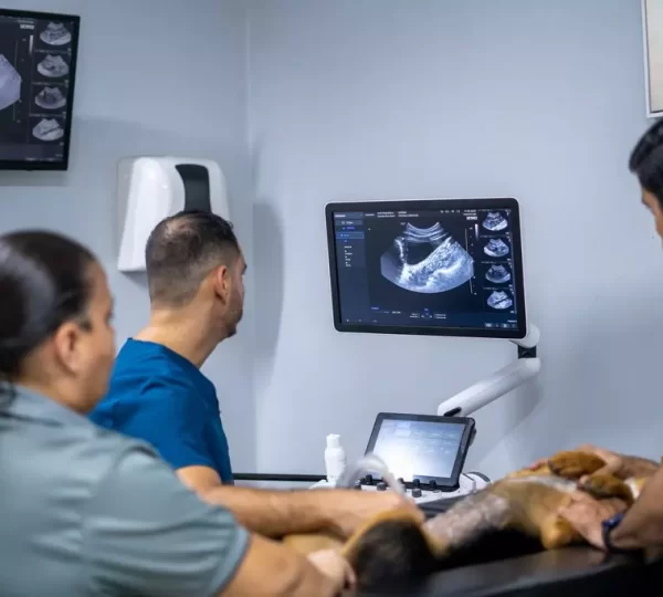 Centro veterinario de diagnóstico por imágenes
