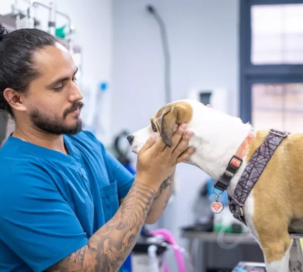 Centro veterinario de diagnóstico por imágenes
